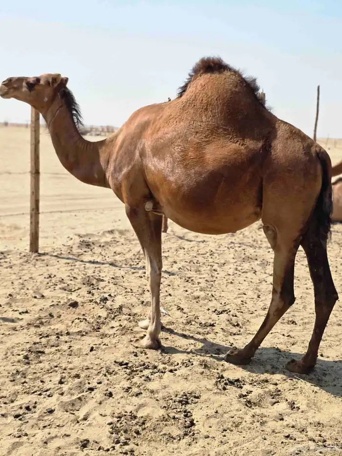 ناقه مدني 2