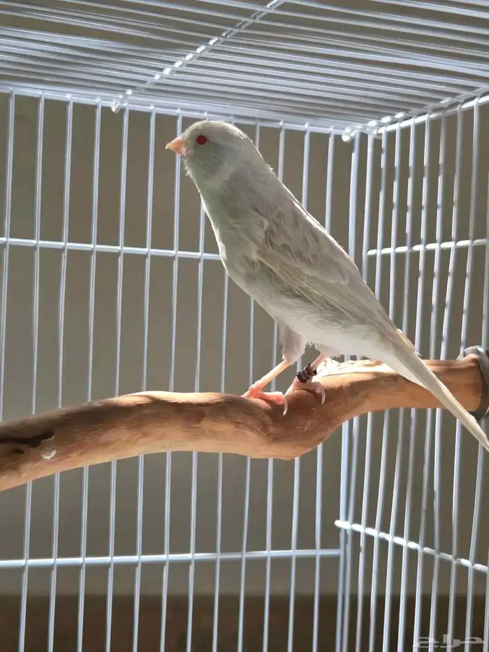 أنثى كناري ستانايت مستوى بطل(تم البيع) 1