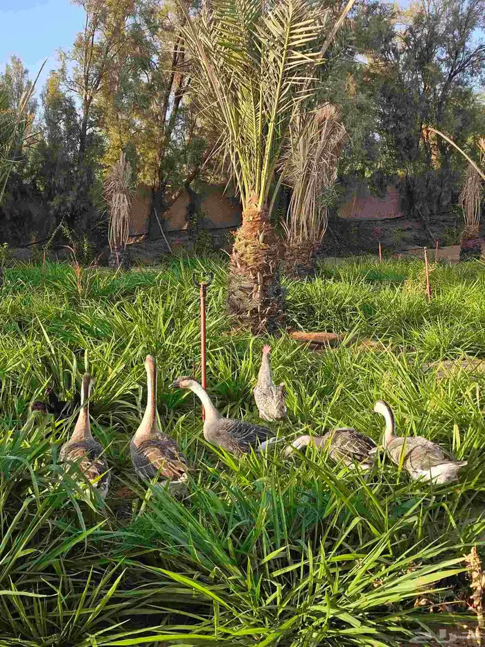 مخيم للايجار المزاحميه (تبراك) 39