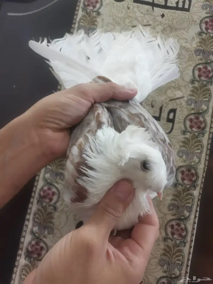 حمام زينه مستويات طيبه 6