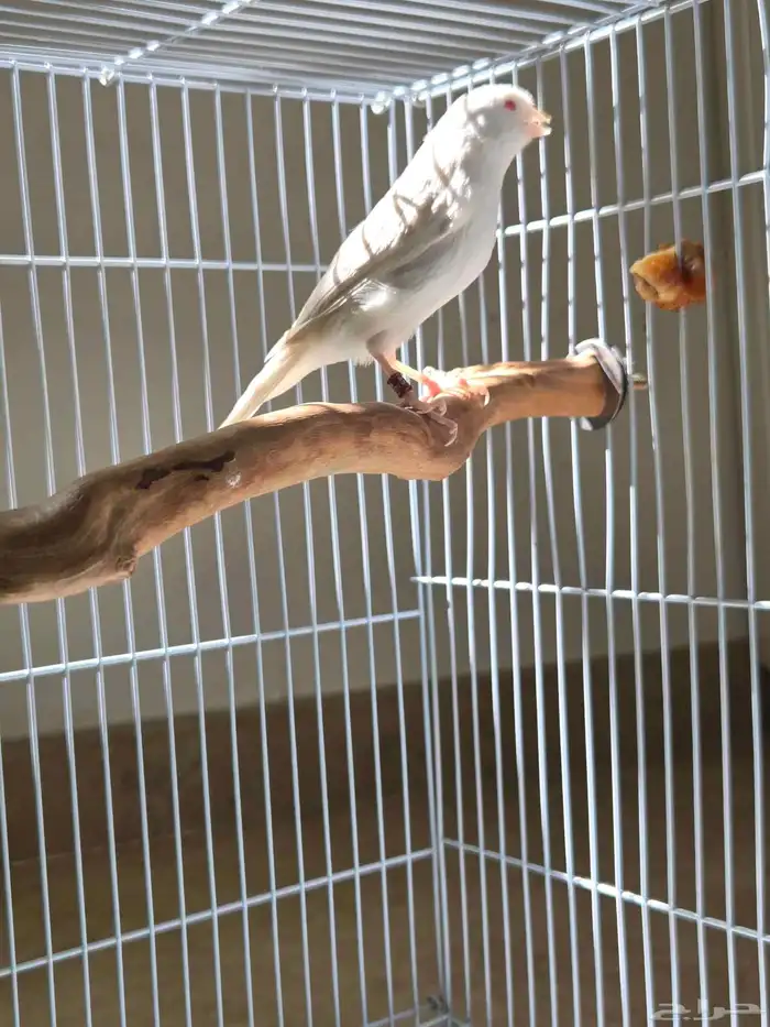 أنثى كناري ستانايت مستوى بطل(تم البيع) 2