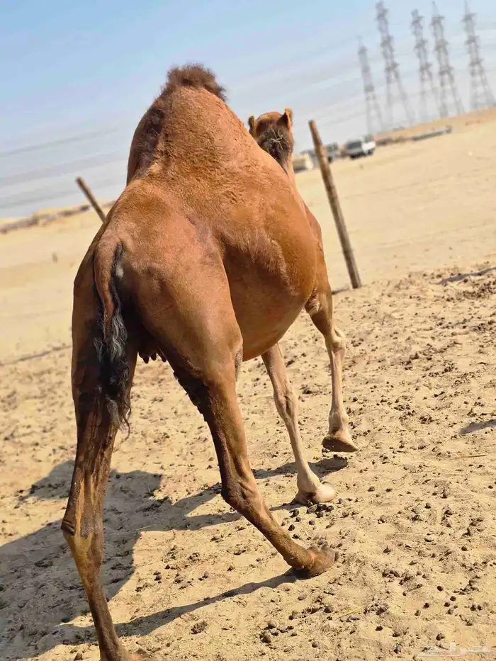 ناقه مدني 0