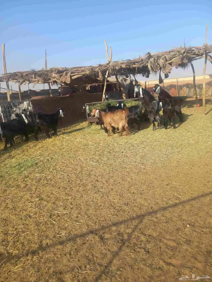 للبيع جفرات مراح واحد طيبات وسليمه شرط العدد 20 كلهن جفرات 8