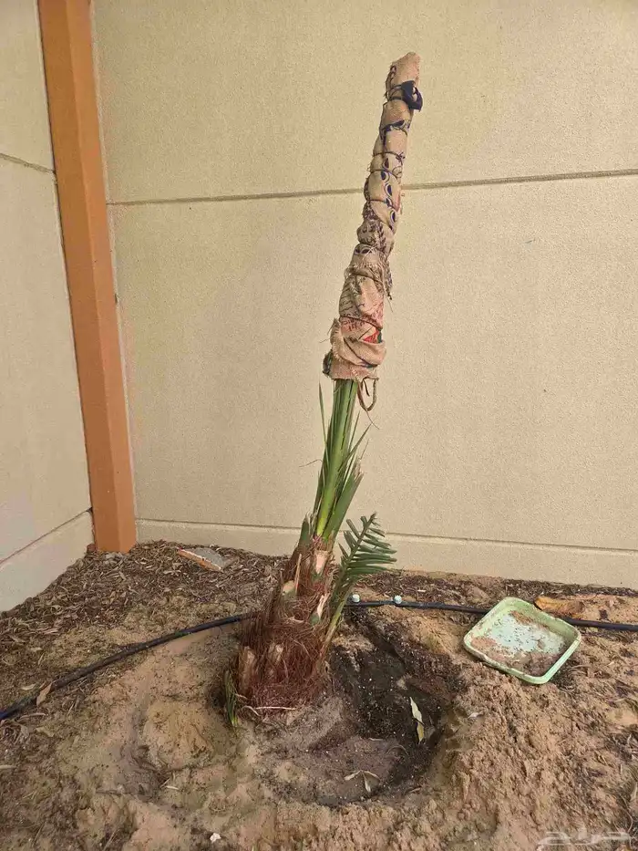 نخلتين شيشي 1