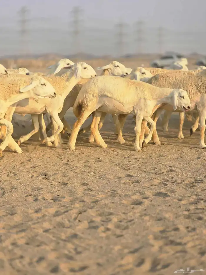 رخال فرش الفحل 3