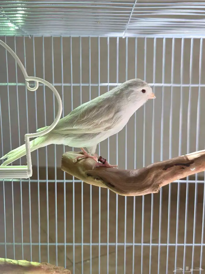 أنثى كناري ستانايت مستوى بطل(تم البيع) 4