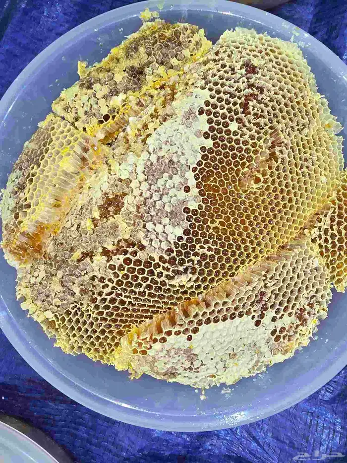 عسل سدر مضمون العرضيات 2