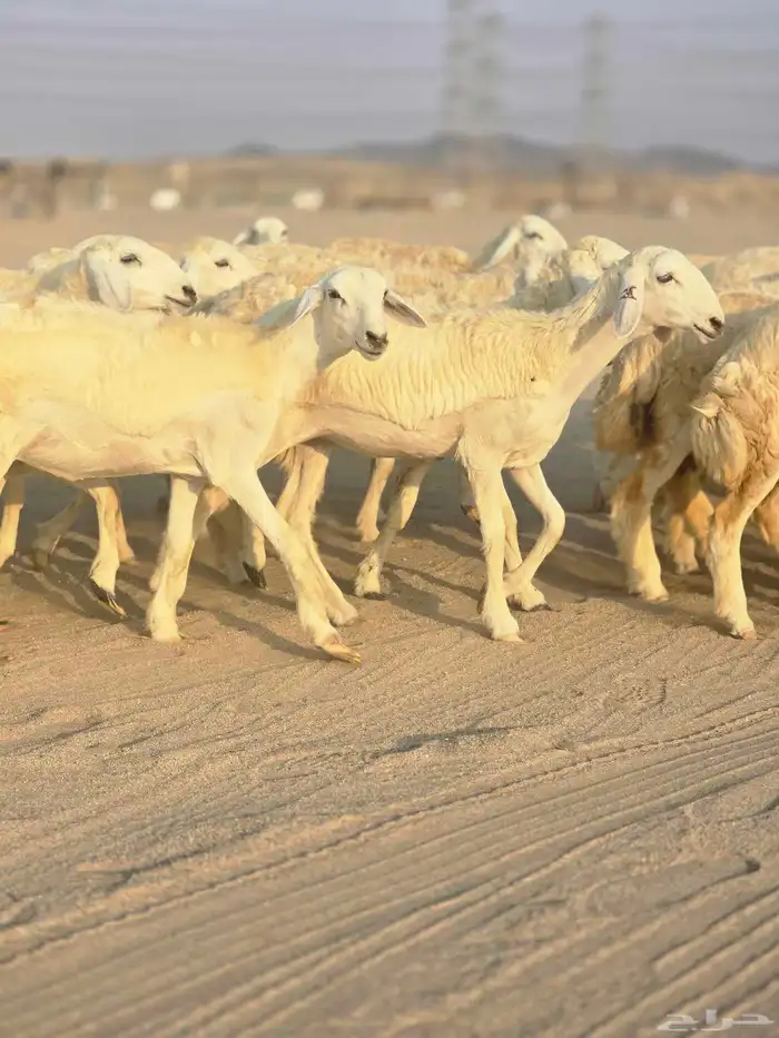 رخال فرش الفحل 0