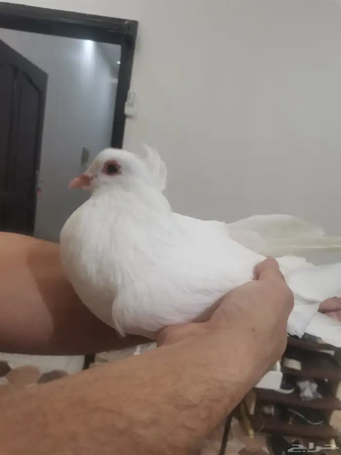 حمام زينه مستويات طيبه 1
