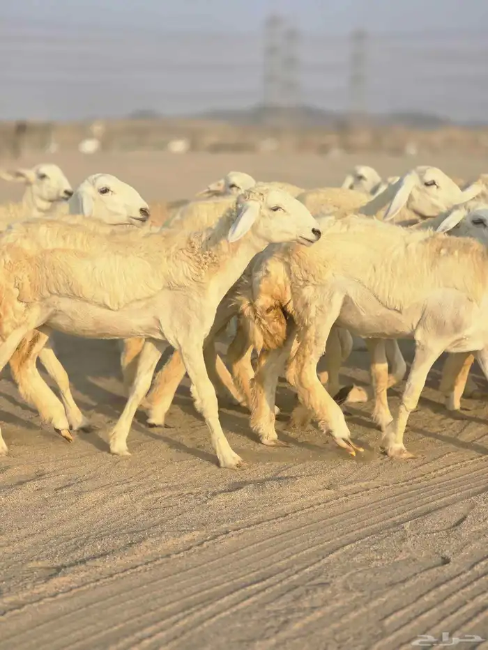 رخال فرش الفحل 5