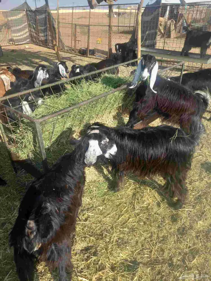 للبيع جفرات مراح واحد طيبات وسليمه شرط العدد 20 كلهن جفرات 3