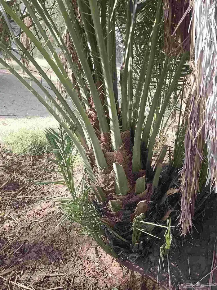 جثايث وفراخة نخيل الحماده الغاط المجمعه الحوطه جلاجل وماحوله 2