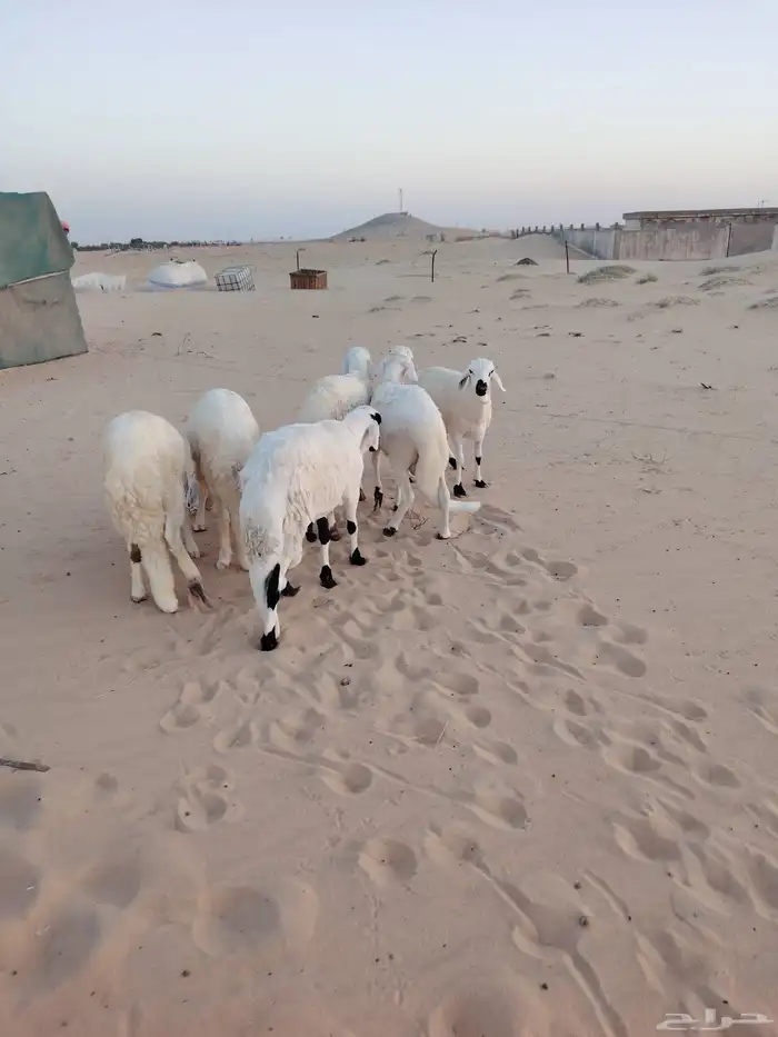 خرفان سواكن فل 0