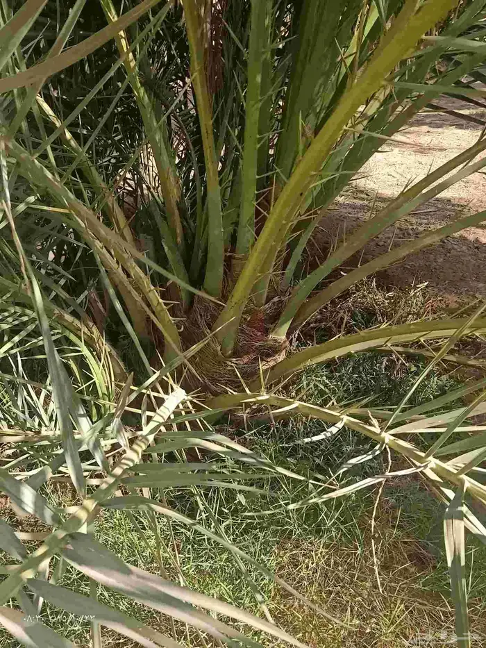 جثايث وفراخة نخيل الحماده الغاط المجمعه الحوطه جلاجل وماحوله 3