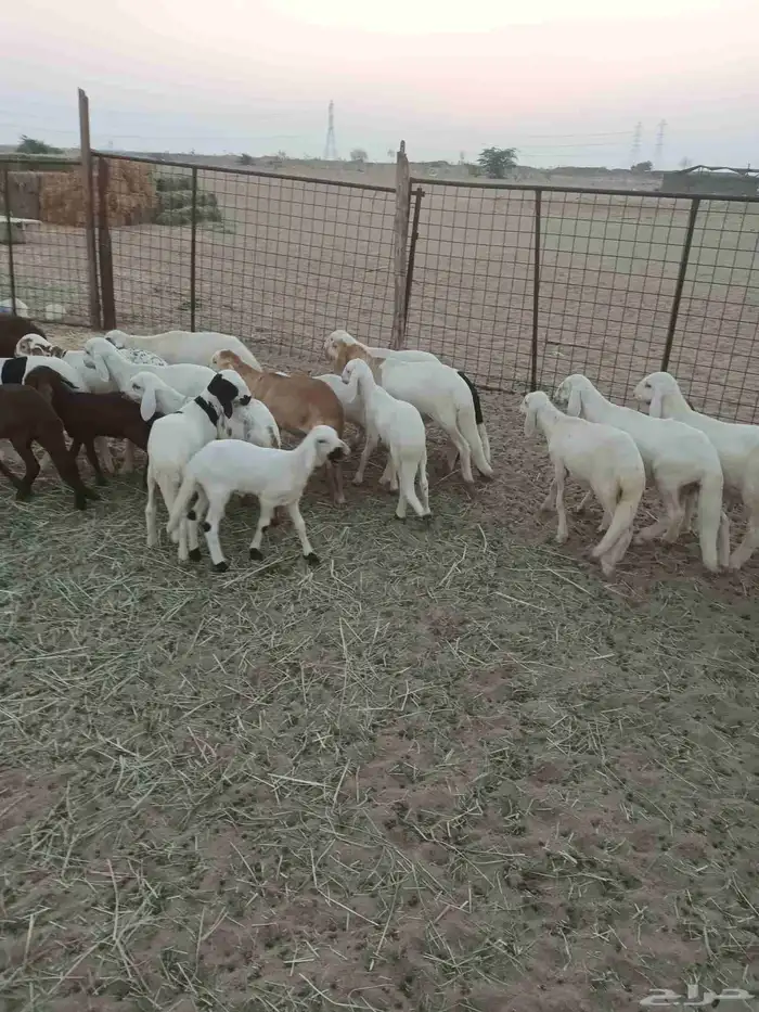 40 ضان سواكن يتبعها 28 4