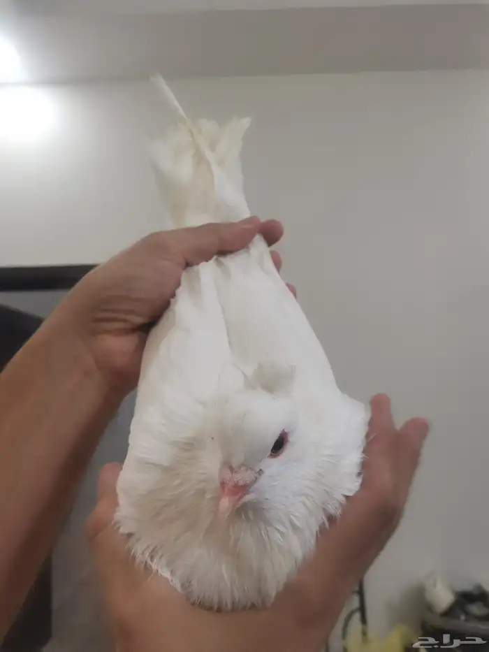 حمام زينه مستويات طيبه 0