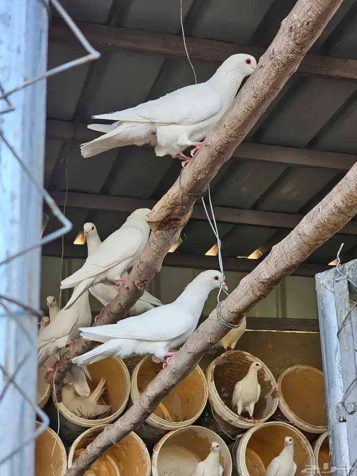 مخيم للايجار المزاحميه (تبراك) 38