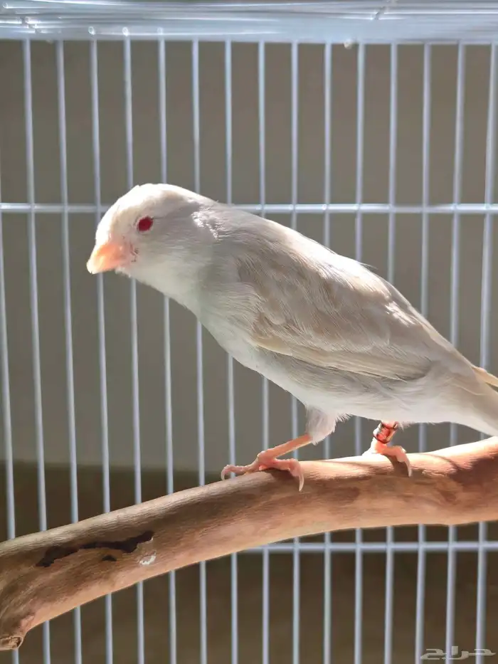 أنثى كناري ستانايت مستوى بطل(تم البيع) 6