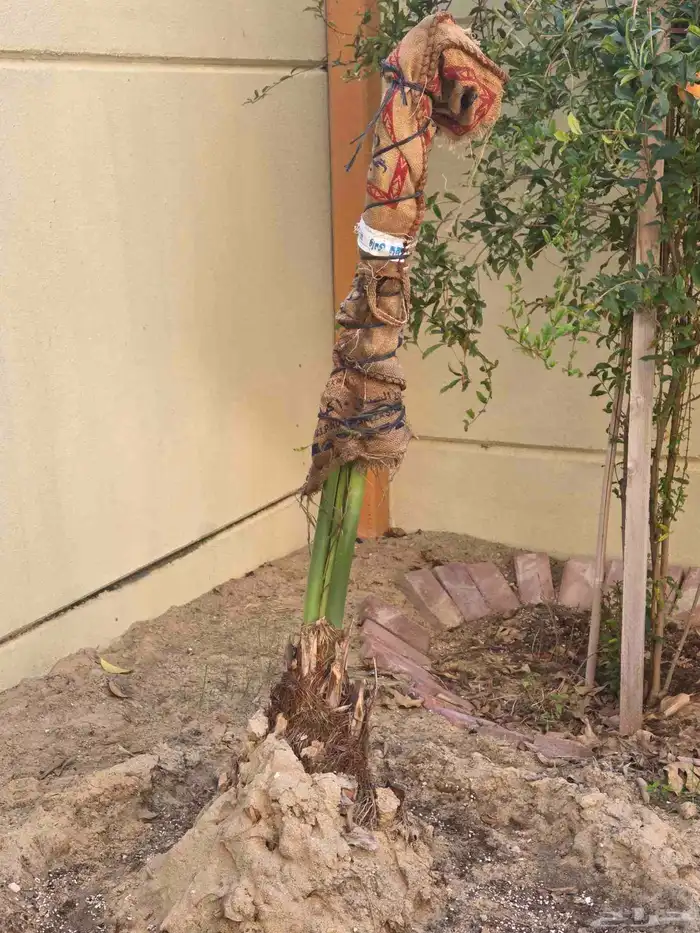 نخلتين شيشي 0