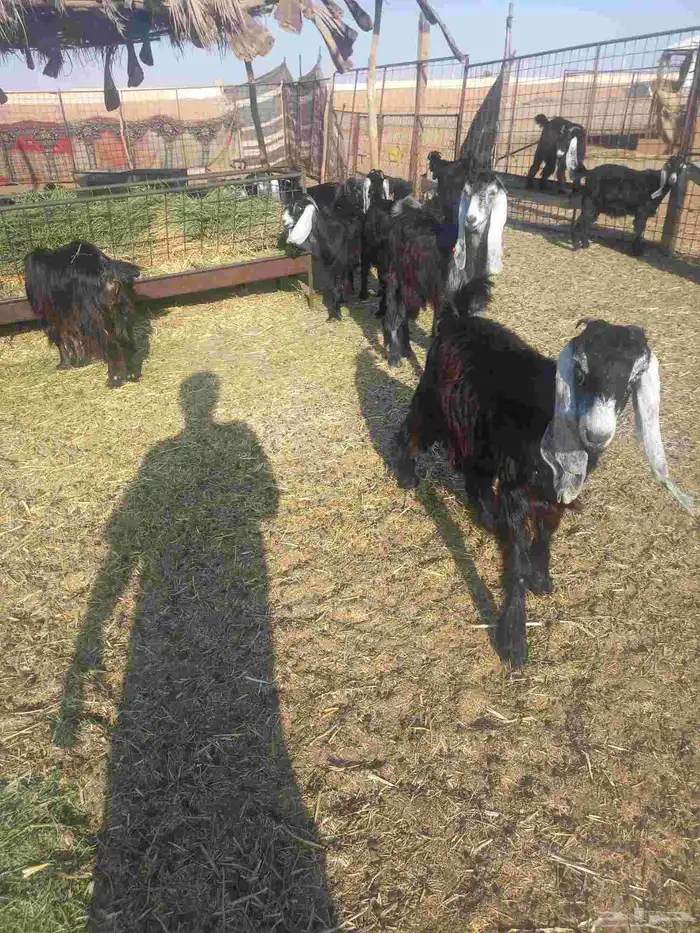 للبيع جفرات مراح واحد طيبات وسليمه شرط العدد 20 كلهن جفرات 4