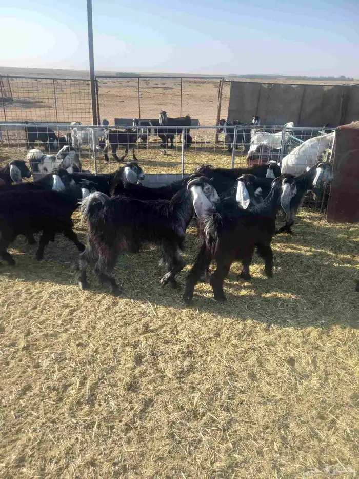 للبيع جفرات مراح واحد طيبات وسليمه شرط العدد 20 كلهن جفرات 0