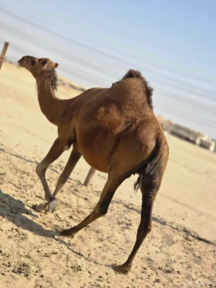 ناقه مدني 1