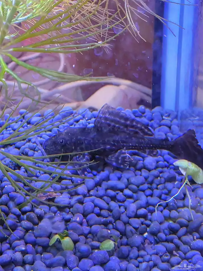 سمك زينه نوع جورامي مع سمكة الزبال مع ديكورات بدون حوض 14