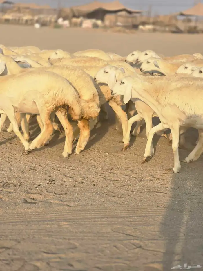 رخال فرش الفحل 4