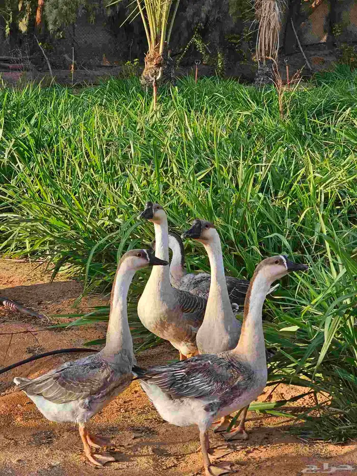 مخيم للايجار المزاحميه (تبراك) 41