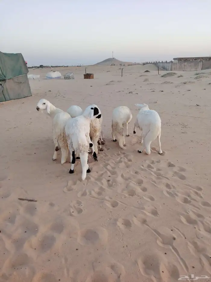 خرفان سواكن فل 1