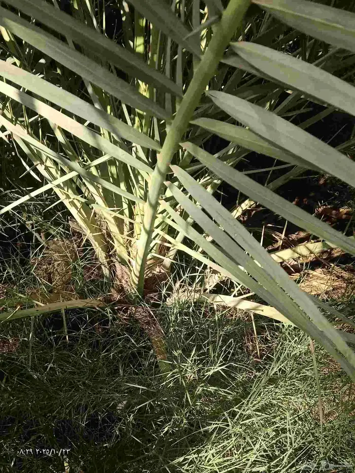 جثايث وفراخة نخيل الحماده الغاط المجمعه الحوطه جلاجل وماحوله 0