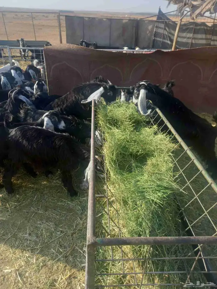 للبيع جفرات مراح واحد طيبات وسليمه شرط العدد 20 كلهن جفرات 6