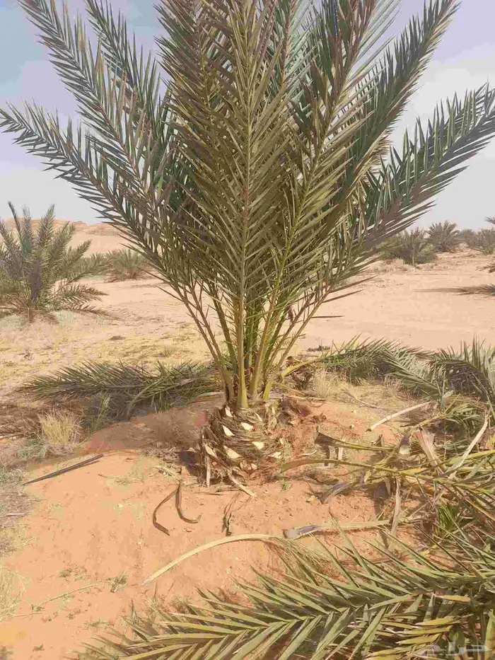 الييع شجار زيتون ونخل 1