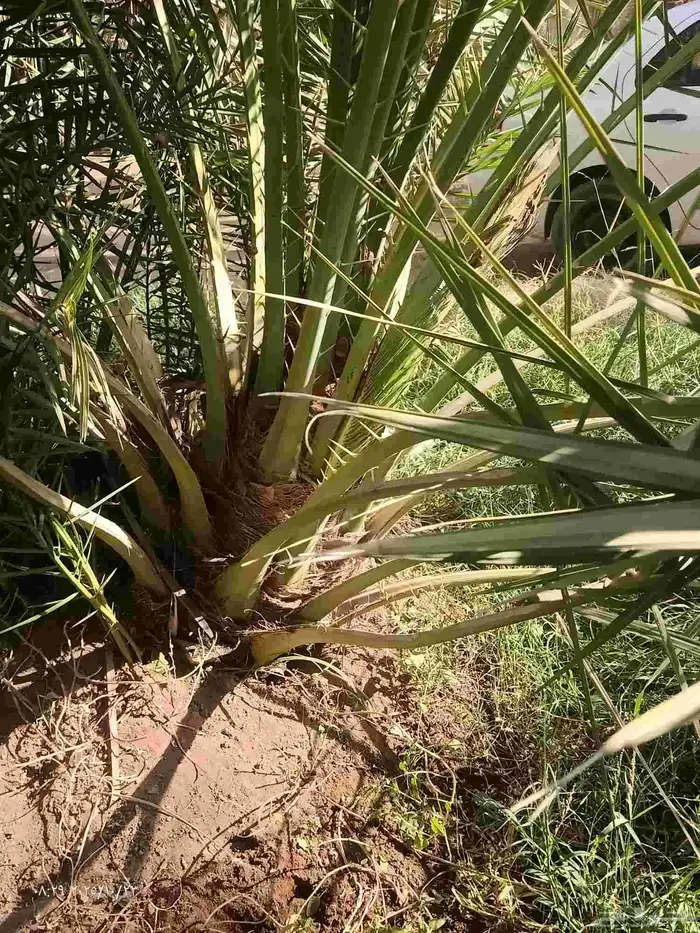 جثايث وفراخة نخيل الحماده الغاط المجمعه الحوطه جلاجل وماحوله 1