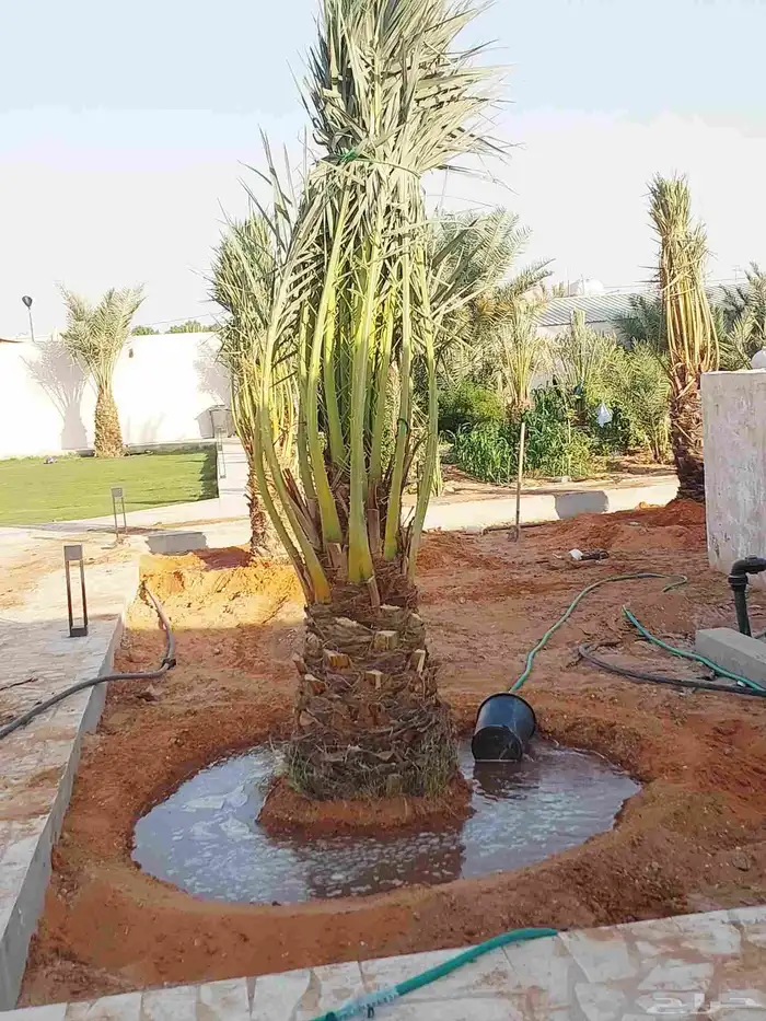 نخيل_مثمر_بجميع_انواعه_ومقاسته_المختلفه 7