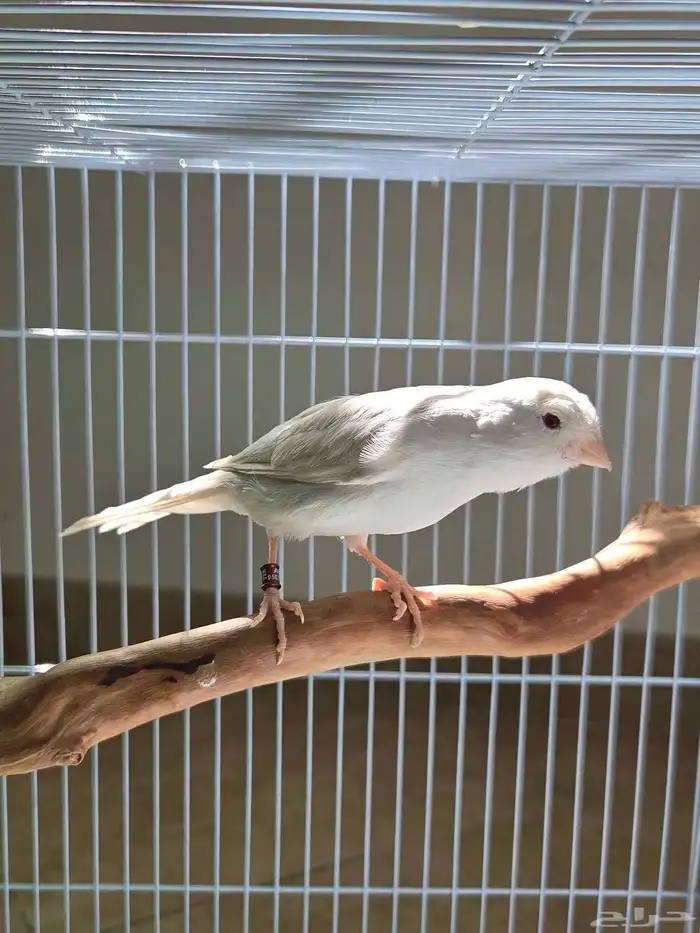 أنثى كناري ستانايت مستوى بطل(تم البيع) 7