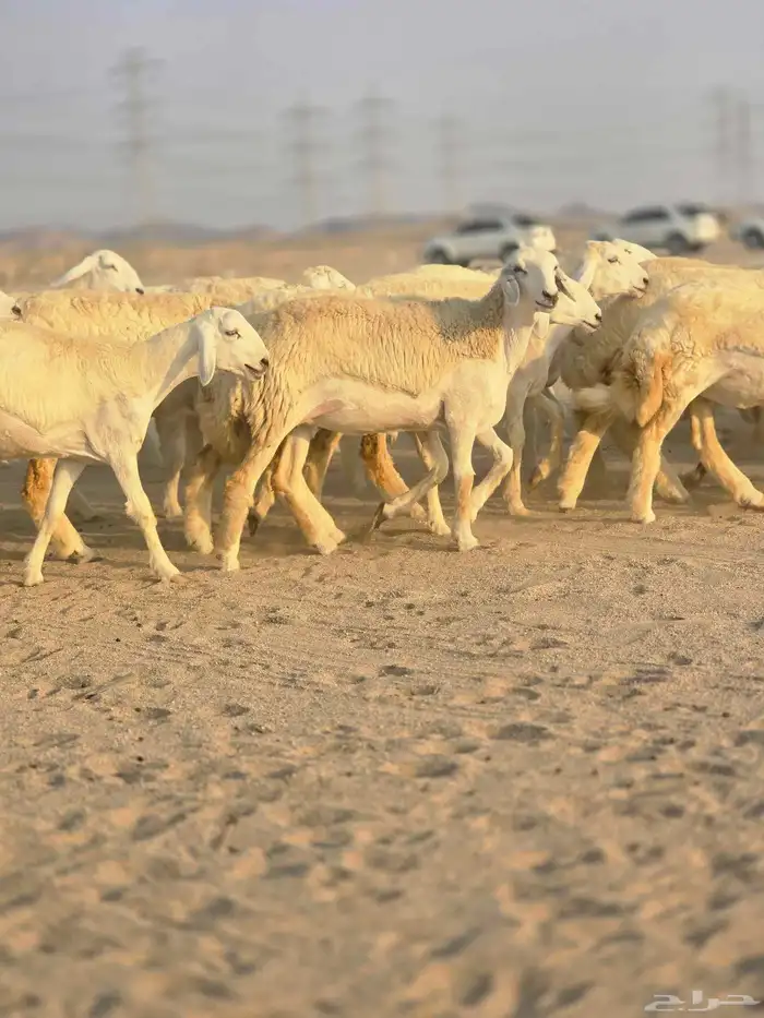 رخال فرش الفحل 2