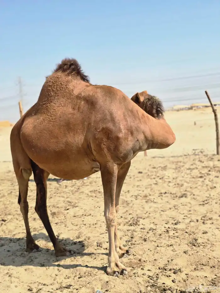 ناقه مدني 3