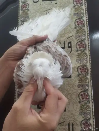 حمام زينه مستويات طيبه index