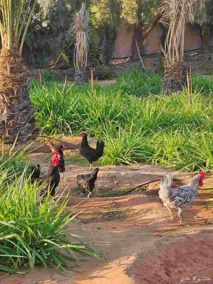 مخيم للايجار المزاحميه (تبراك) 42