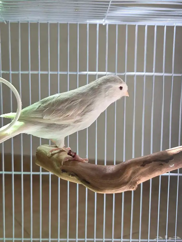 أنثى كناري ستانايت مستوى بطل(تم البيع) 3