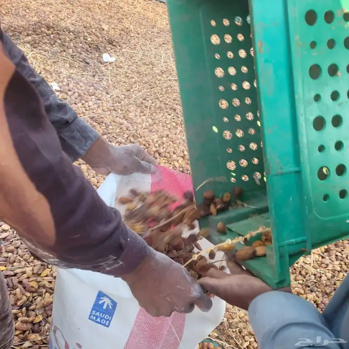 علف تمر 80 كيس تم البيع 1