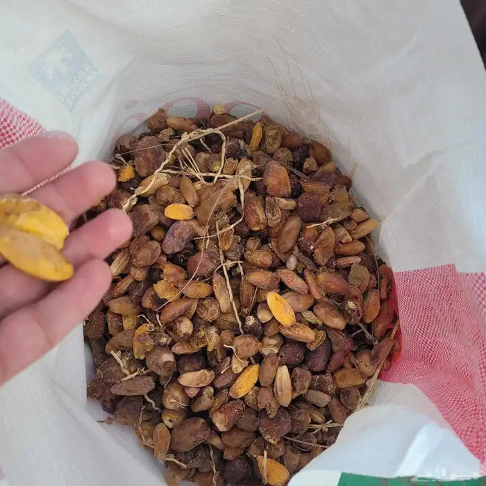 علف تمر 80 كيس تم البيع 2