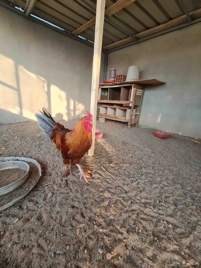 ديك براهما عمر 6 شهور 2