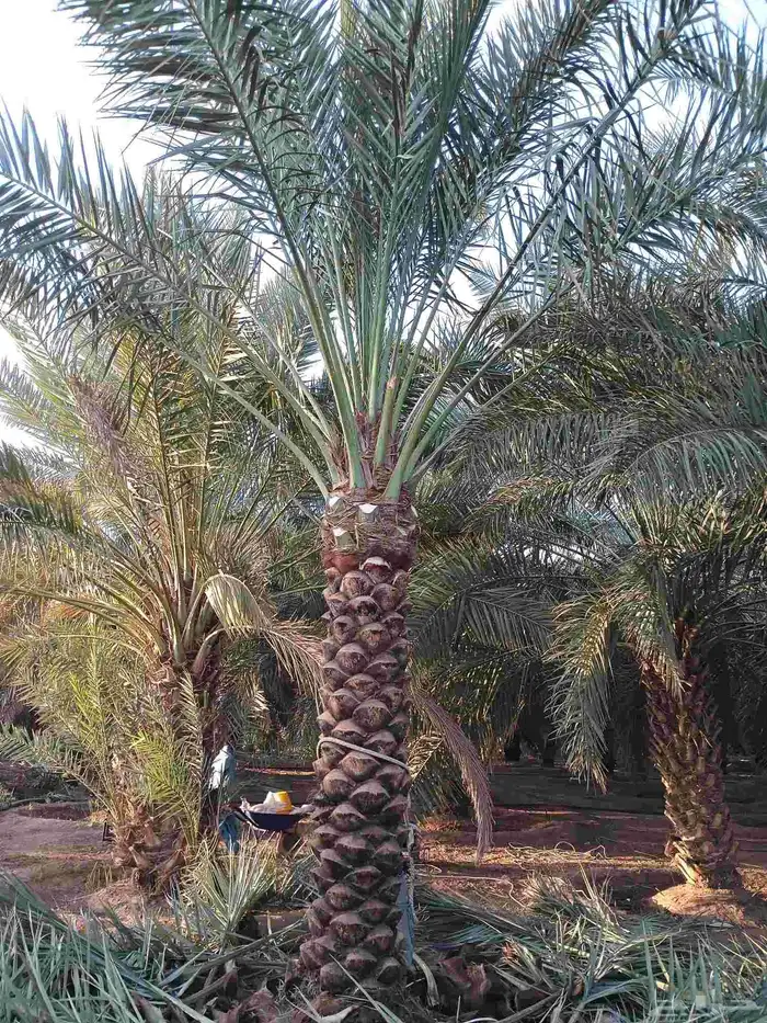 يوجد لدينا روثان من مترين لا مترين ونص مكرب هلال 0