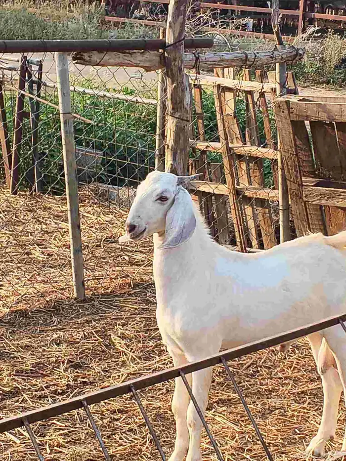 أعراض لكم تيوس بلدي رقم واحد 0