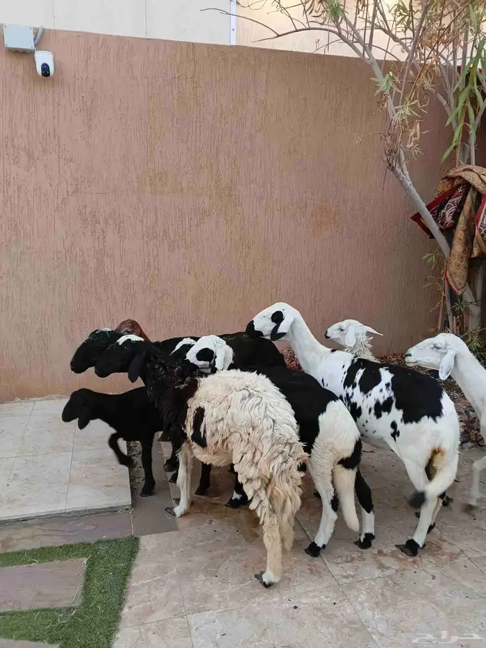 نعاج خلفات سواكنيات وحريه ورفيديه 9