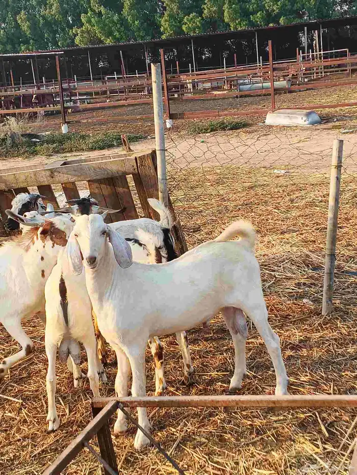 أعراض لكم تيوس بلدي رقم واحد 5