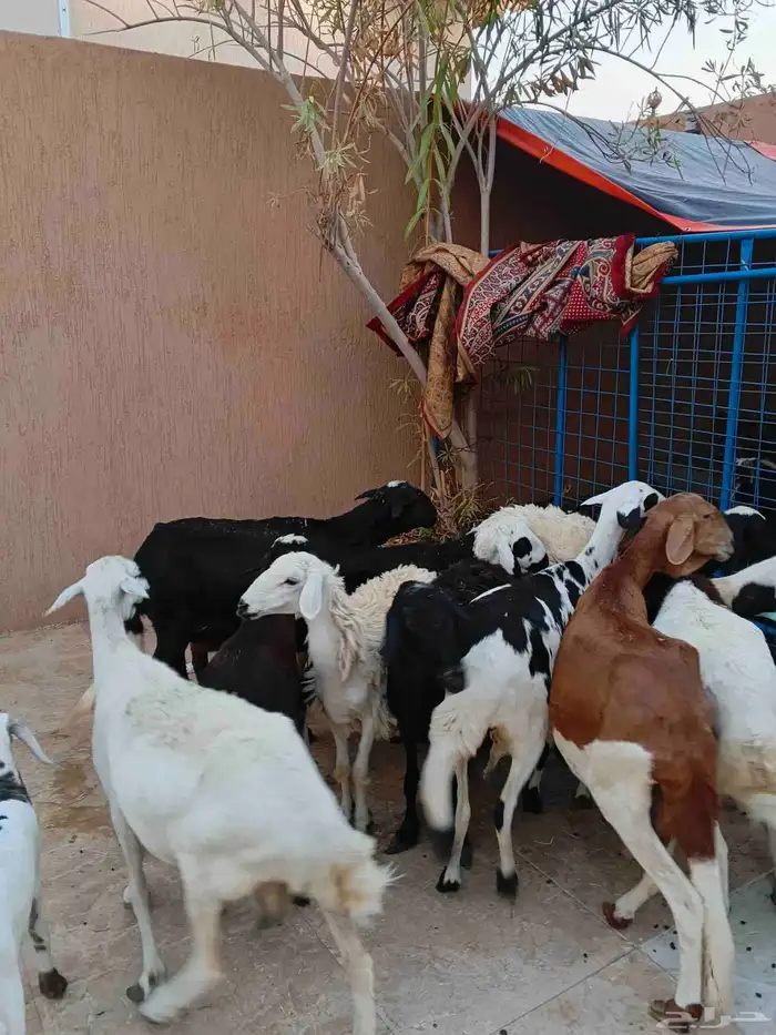 نعاج خلفات سواكنيات وحريه ورفيديه 1