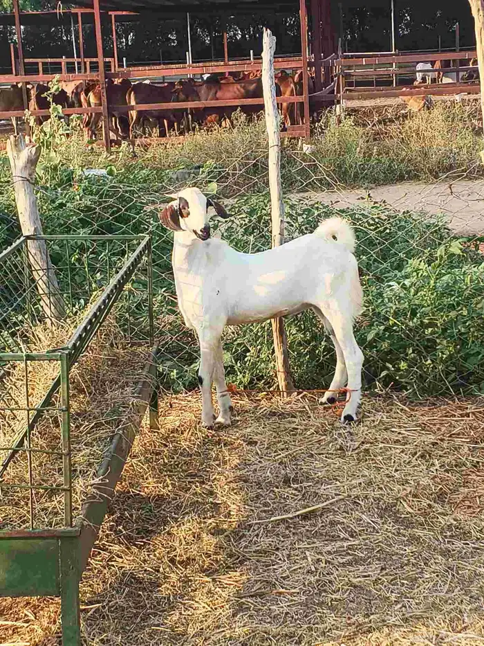 أعراض لكم تيوس بلدي رقم واحد 6